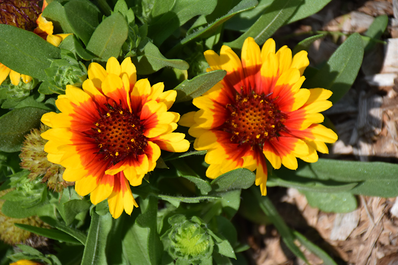 Spintop Red Starburst Blanket Flower (Gaillardia aristata 'Spintop Red