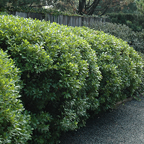 Plant Photo 4