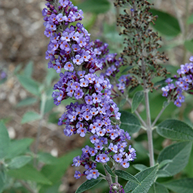 Plant Photo 3