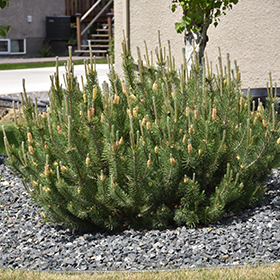 Plant Photo 6