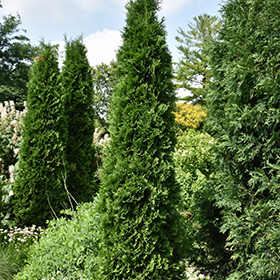 Plant Photo 9