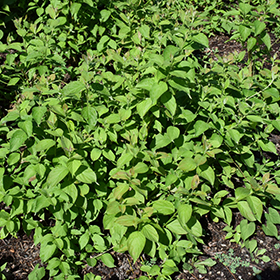 Plant Photo 2
