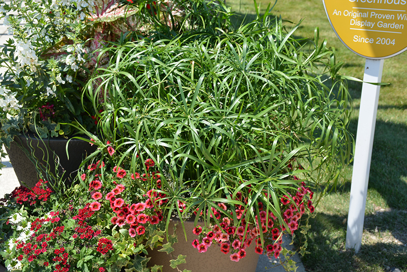 Baby Tut Umbrella Grass (Cyperus involucratus 'Baby Tut') at Stein's Garden & Home