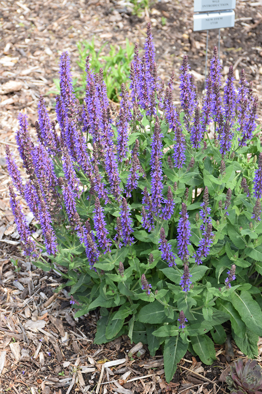 Violet Riot Sage (Salvia nemorosa 'Violet Riot') in Milwaukee Racine ...