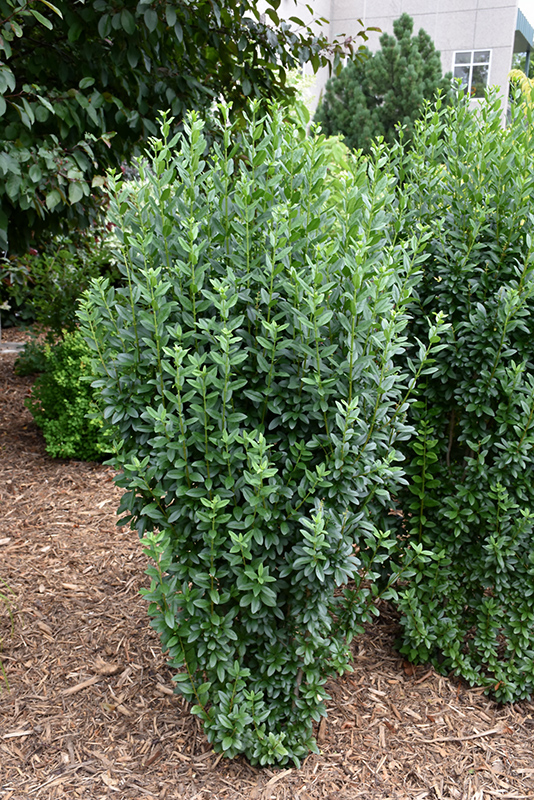 Straight Talk Privet (Ligustrum vulgare 'Swift') at Stein's Garden & Home