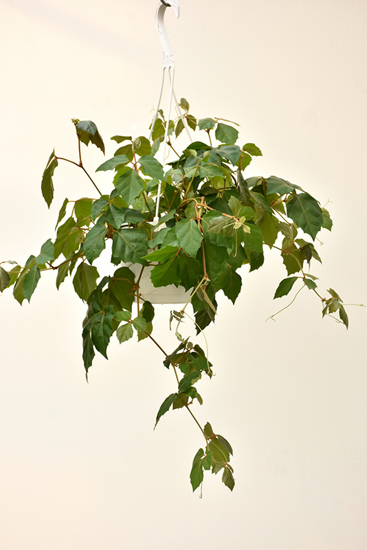 Grape Ivy (Cissus rhombifolia) in Milwaukee Racine Waukesha Green Bay
