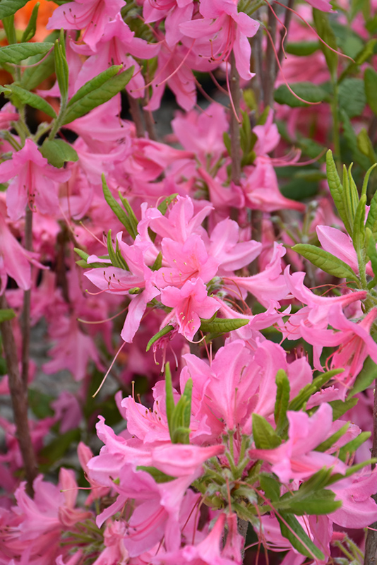 northern lights azalea