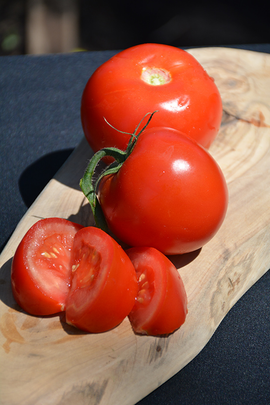 Arkansas Traveler Tomato (Solanum lycopersicum 'Arkansas