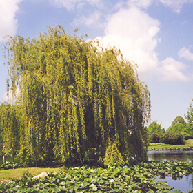 Golden Weeping Willow - North American Insects & Spiders