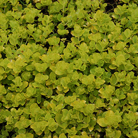 Golden Creeping Jenny Lysimachia Nummularia Aurea In Milwaukee Racine Waukesha Green Bay Oconomowoc Wisconsin Wi At Stein S Garden Home