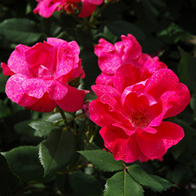 Knock Out Rose (Rosa 'Radrazz') in Milwaukee Racine Waukesha Knock Out Rose (Rosa 'Radrazz') in Milwaukee Racine Waukesha