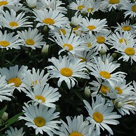 Silver Princess Shasta Daisy (Leucanthemum x superbum 'Silver Princess') in  Milwaukee Racine Waukesha Green Bay Oconomowoc Wisconsin WI at Stein's  Garden & Home