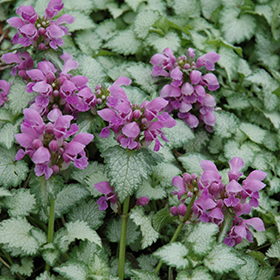 How to Grow and Care for Spotted Dead Nettles