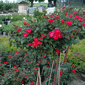 Shrub Rose 'Radrazz' KNOCK OUT, Plant Profile