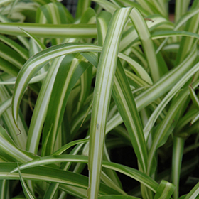 Spider plant, Chlorophytum comosum – Wisconsin Horticulture