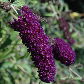 Image of Buddleia davidii 'Nanho Purple' in flower