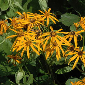 Othello Rayflower Ligularia Dentata Othello In Milwaukee Racine Waukesha Green Bay Oconomowoc Wisconsin Wi At Stein S Garden Home