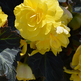 Nonstop Mocca Yellow Begonia (Begonia 'Nonstop Mocca Yellow') in