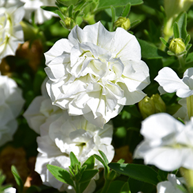 Blanket discount white petunia