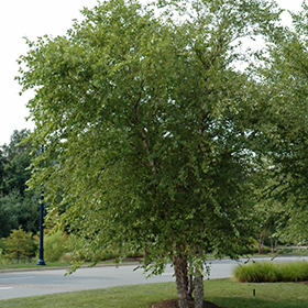 All-season trees: River birch - MSU Extension