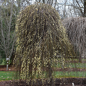 Wisconsin Weeping Willow (Salix x pendulina 'Wisconsin') in