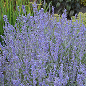 Blue Jean Baby Russian Sage (Perovskia atriplicifolia 'Blue Jean Baby') in  Milwaukee Racine Waukesha Green Bay Oconomowoc Wisconsin WI at Stein's  Garden & Home