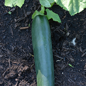 Cucumis sativus (Cucumber)