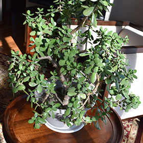 The Jade Plant – Undemanding and Easy to Grow - Gardening4Joy