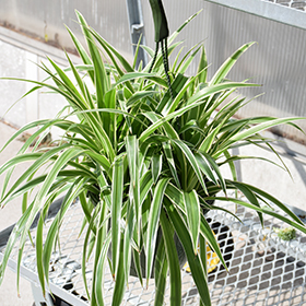 Spider Plant Chlorophytum Variegatum, Established plant approx. 15cm length