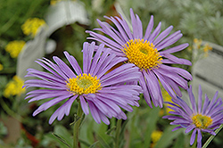Aster Alpinus Goliath seed           75 cent shipping on entire order