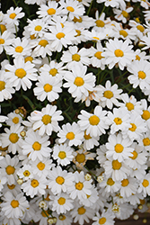 Madeira White Marguerite Daisy (Argyranthemum frutescens